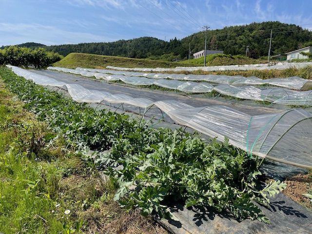 スイカの様子　受粉作業を開始しました