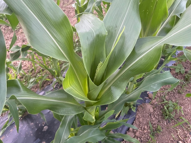 定植から一か月のトウモロコシ