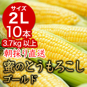 信州産 朝取り直送 蜜のとうもろこし(ゴールドラッシュ)【2Lサイズ/10本】の写真(長野県下條村)