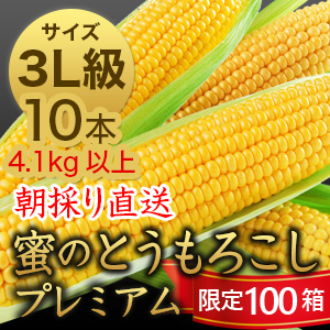 信州産 朝取り直送 蜜のとうもろこし（ゴールドラッシュ）【3L級サイズ/10本】の外観